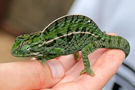 Furcifer campani