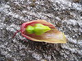 Kalanchoe pinnata (Opened Flower).jpg
