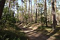 Im Kalksandkiefernwald bei Bickenbach, Pfungstadt und Seeheim-Jugenheim