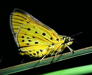 <i>Kedestes macomo</i> Species of butterfly