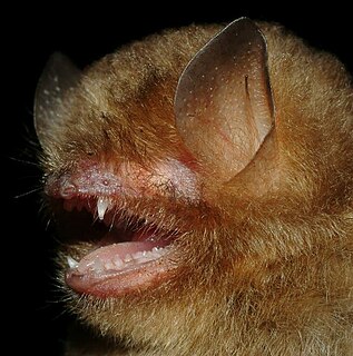 Papillose woolly bat Species of bat