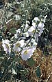 Alcea biennis, Mittlerer Taurus