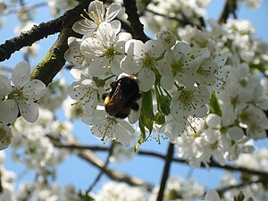 Baum Vogelkirsche: Beschreibung, Ökologie, Verbreitung