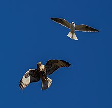 A white-tailed kite mobbing a red-tailed hawk. Kite on Hawk (50971162183).jpg