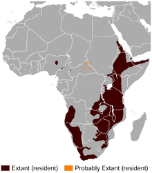 Klipspringer Oreotragus oreotragus distribution map.png
