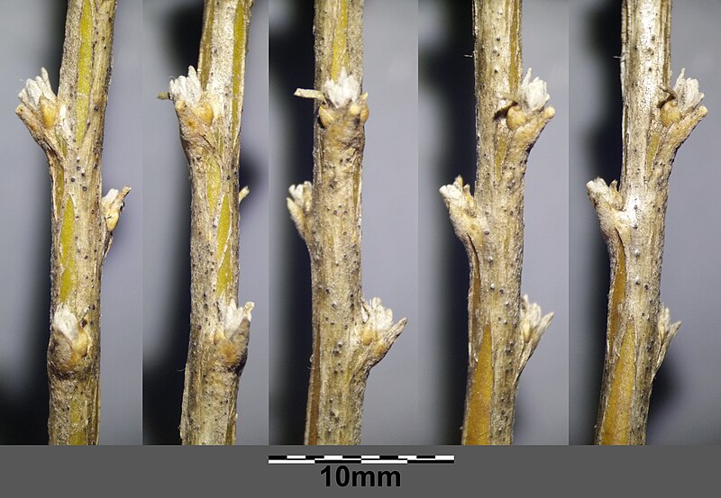 File:Krascheninnikovia ceratoides sl78.jpg