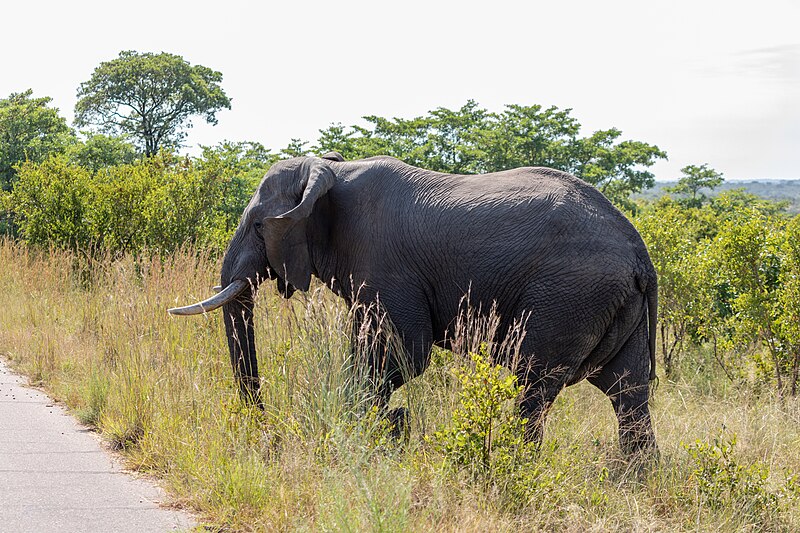 File:Kruger National Park (ZA), Elefant -- 2024 -- 0103.jpg