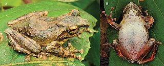 <i>Kurixalus yangi</i> Species of frog