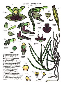 Fig. 5: Luisia tristis LR049 72dpi Luisia teretifolia.jpg