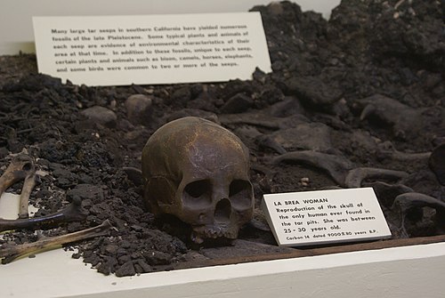 Replica of the skull of "La Brea Woman" on display, Santa Barbara Museum of Natural History