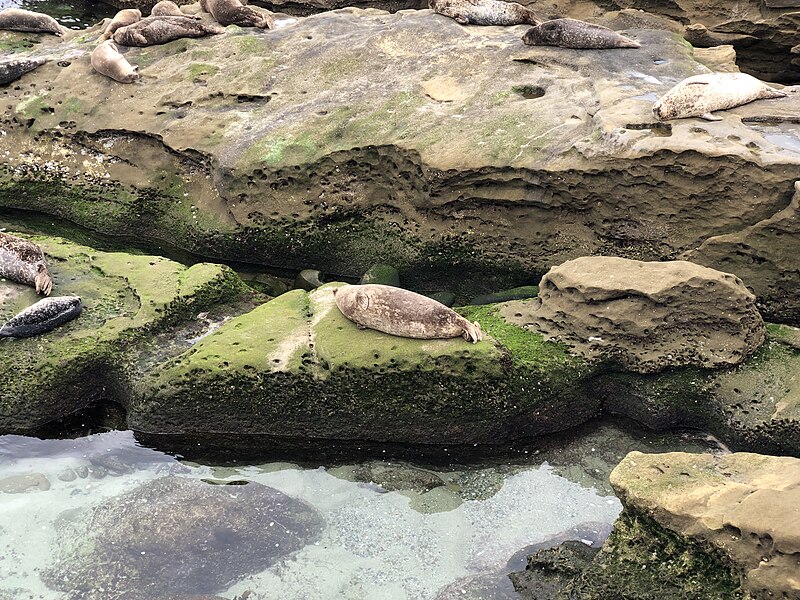 File:La Jolla Cove 22 2019-04-16.jpg