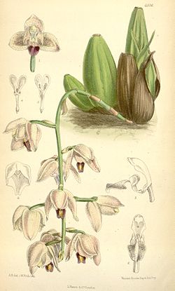 Lacaena spectabilis - Curtis' 106 (Ser. 
 3 no. 
 36) pl 6516 (1880). 
 jpg