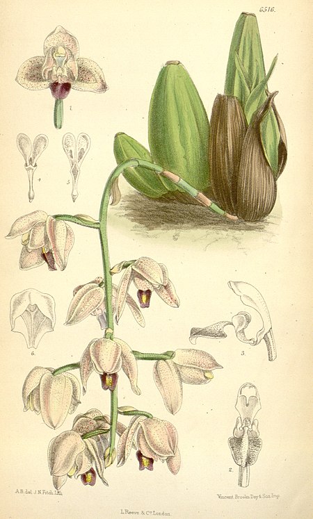 Lacaena spectabilis