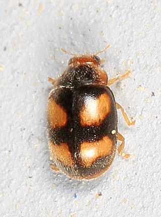 <i>Diomus</i> Genus of beetles