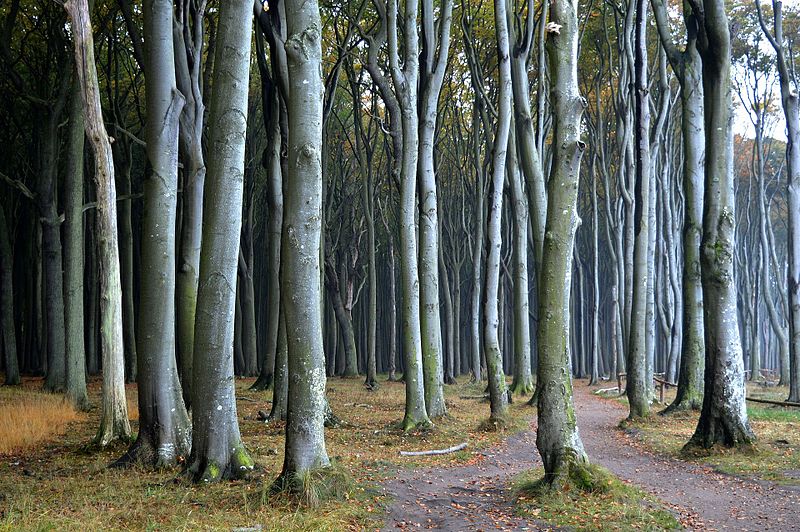 File:Landschaftsschutzgebiet Kühlung - Nienhäger Holz (Gespensterwald) (53).jpg