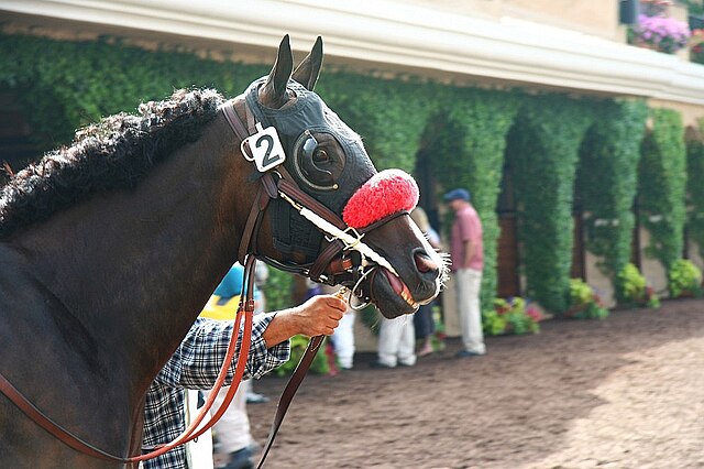 2006 winner Lava Man - first horse ever to take the Grade I Santa Anita Handicap, the Grade I Hollywood Gold Cup, and the Grade I Pacific Classic Stak