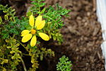 Miniatura para Lecocarpus pinnatifidus