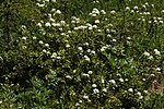 Ledum glandulosum 7580. 
 JPG