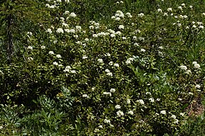 Ledum glandulosum