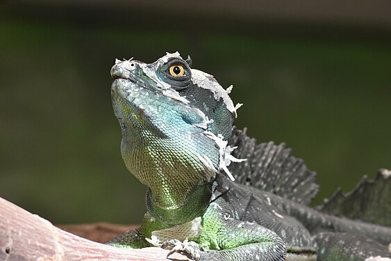 Iguana