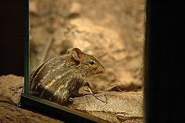 Dryžuotoji pelė (Lemniscomys striatus)