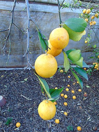 <span class="mw-page-title-main">Lemonade fruit</span> Citrus fruit and plant