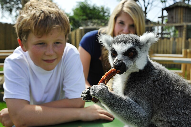 File:Lemurland at Drusillas Park.jpg