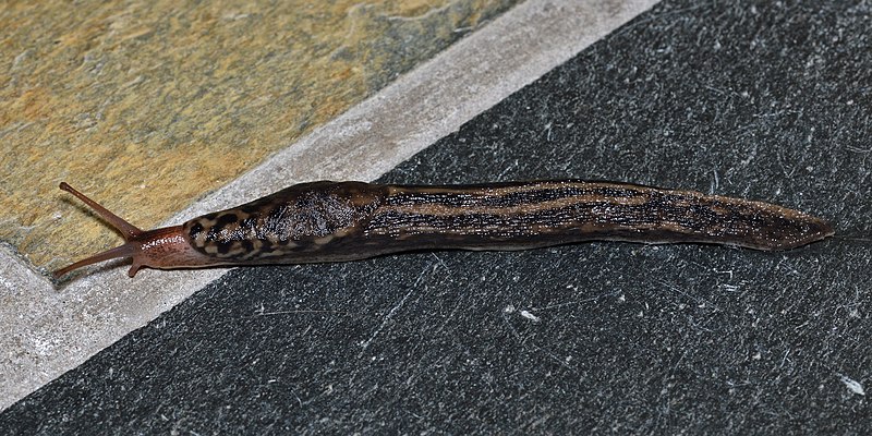 File:Leopard Slug (Limax maximus) - Bærum, Norway 2021-06-27.jpg