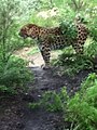 Leopard at Pittsburgh Zoo (2011) 004.JPG