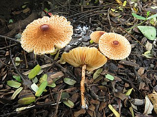 <i>Lepiota bengalensis</i> Species of fungus