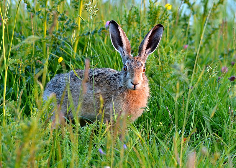 File:Lepus europaeus (watchful).jpg