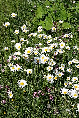 266px Leucanthemum vulgare1 Домострой