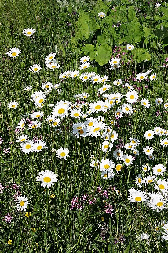 Где ромашки. Нивяник поповник. Нивяник обыкновенный Leucanthemum vulgare. Нивяник обыкновенный, поповник Луговой. Ромашка обыкновенная – нивяник.