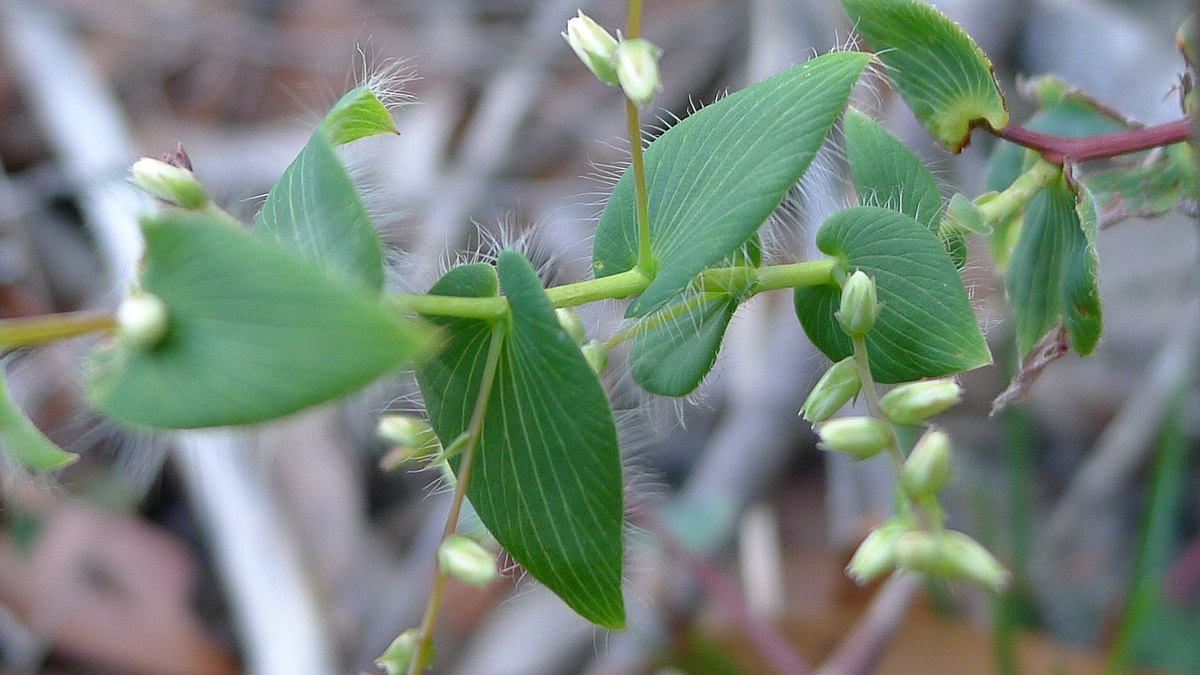 Leucopogon amplexicaulis