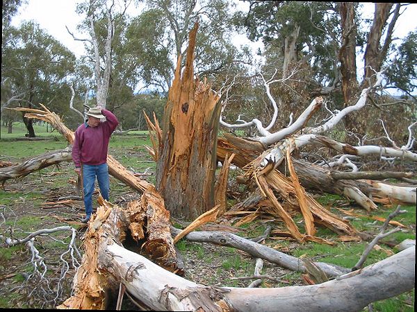 A tree exploded when struck by lightning.