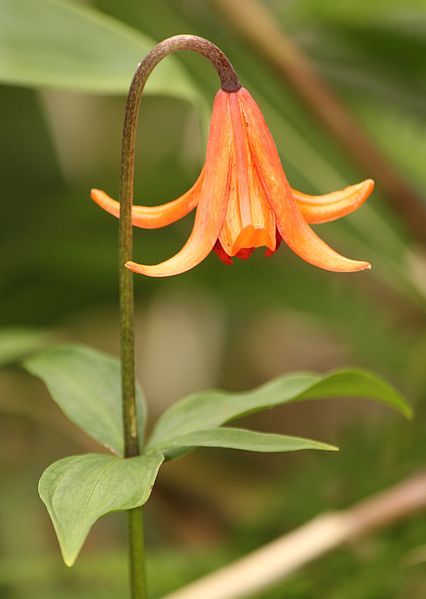 File:Lilium medeoloides 0s2.JPG