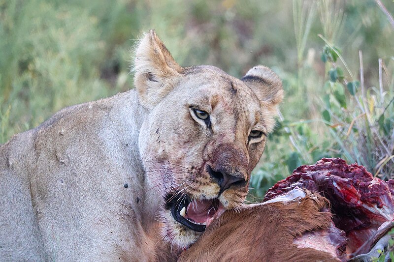 File:Lion kill, Madikwe (53506206048).jpg