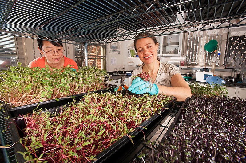 File:Liping Kou observes microgreens.jpg