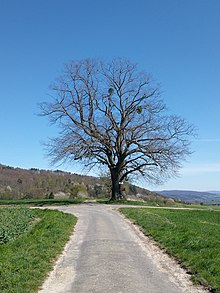 Die 1896 gepflanzte Kaiserlinde bei Lippoldshausen