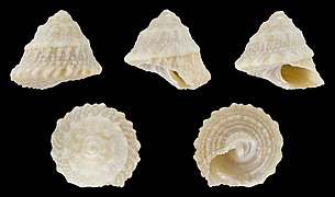 Lithopoma americanum, shell