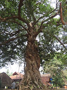 Vateria indica at Lokanarkavu Temple Lokanarkavu Temple 2018 (41).jpg