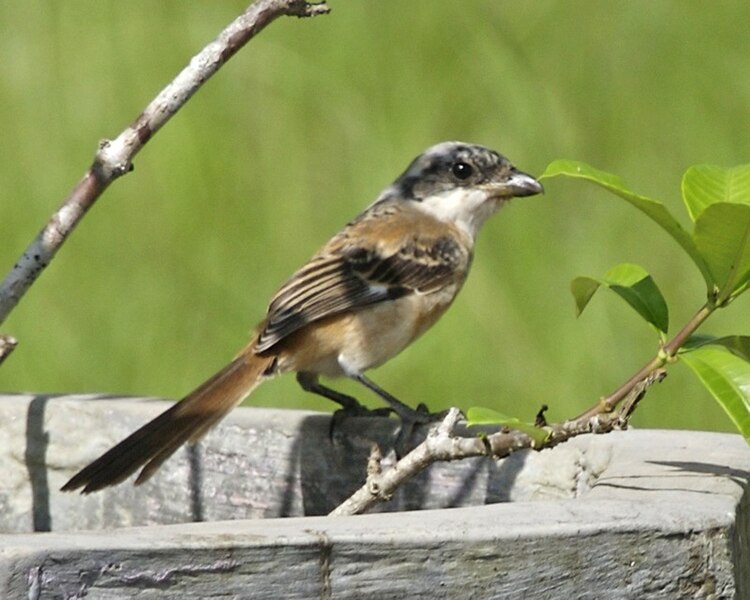 File:Long-tailed Shrike (Lanius schach nasutus) - Flickr - Lip Kee.jpg