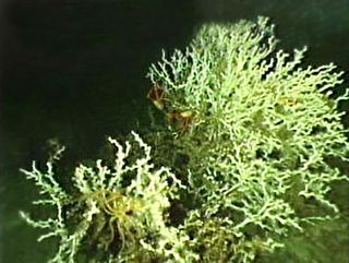 Lophelia pertusa