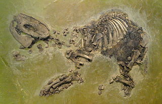 <i>Lophiodon</i> Extinct genus of mammal