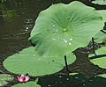 Lotus Nelumbo nucifera Water Beads 2475px.jpg
