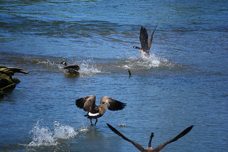 File:Low tide at North Wind's Weir 16 - Canada Geese.jpg