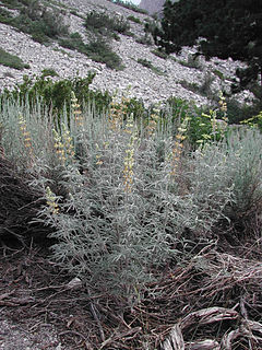 <i>Lupinus padre-crowleyi</i> species of plant