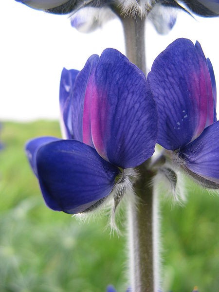 File:Lupinus pilosus 201002 02.jpg