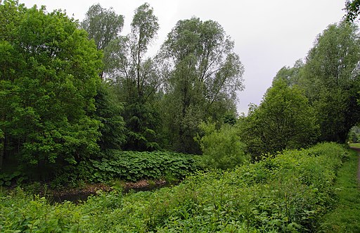 Lush vegetation in Clayton Vale - geograph.org.uk - 1904419