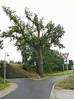 Stieleiche in der Weggabel Weißbach nach Oberlichtenau